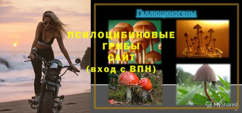 площадка какой сайт  цены   Бикин  Псилоцибиновые грибы Psilocybine cubensis 